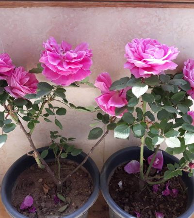 57387302_2174245669335389_4213421990356189184_o - Copy