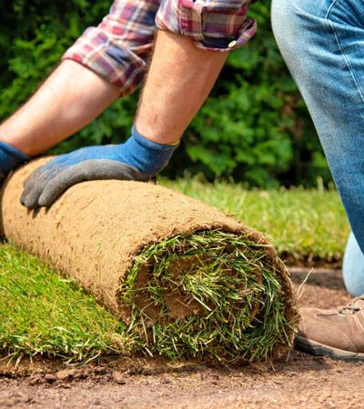 عشب-طبيعي-الرياض-8